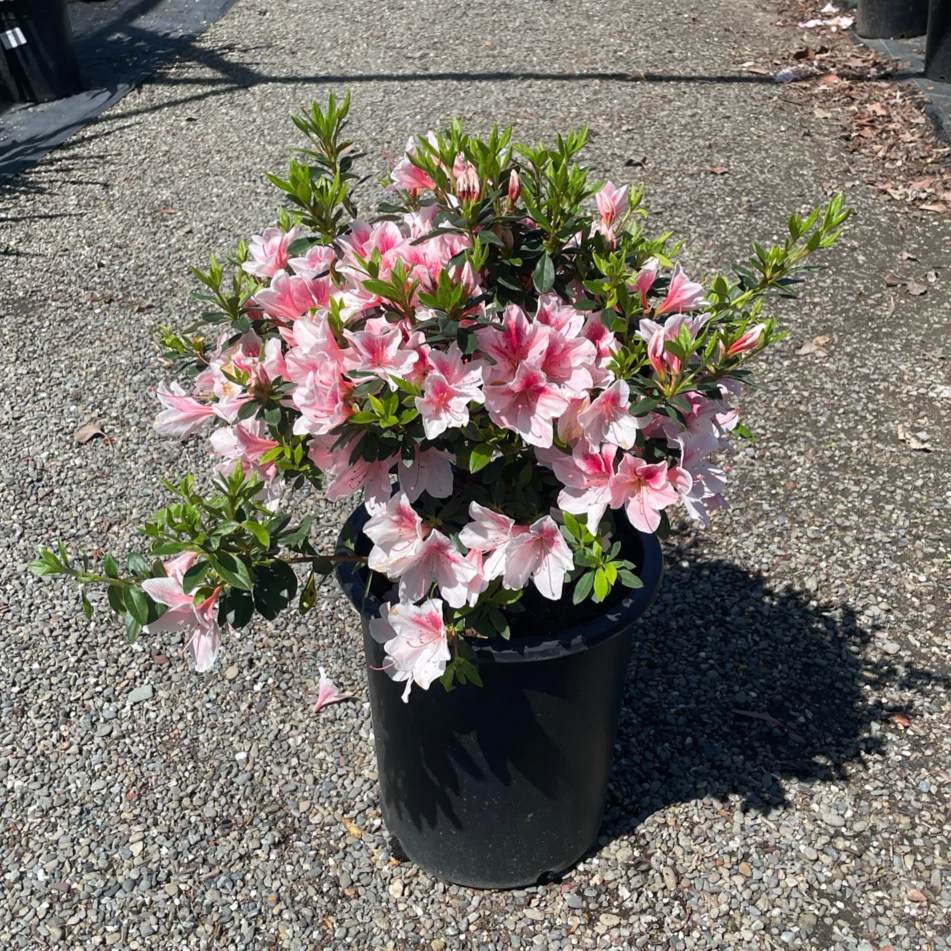 Pink Lace Azalea - Image 1