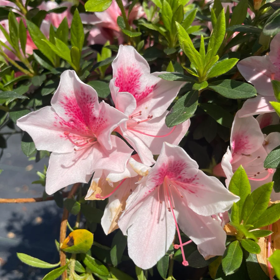Pink Lace Azalea - Image 2