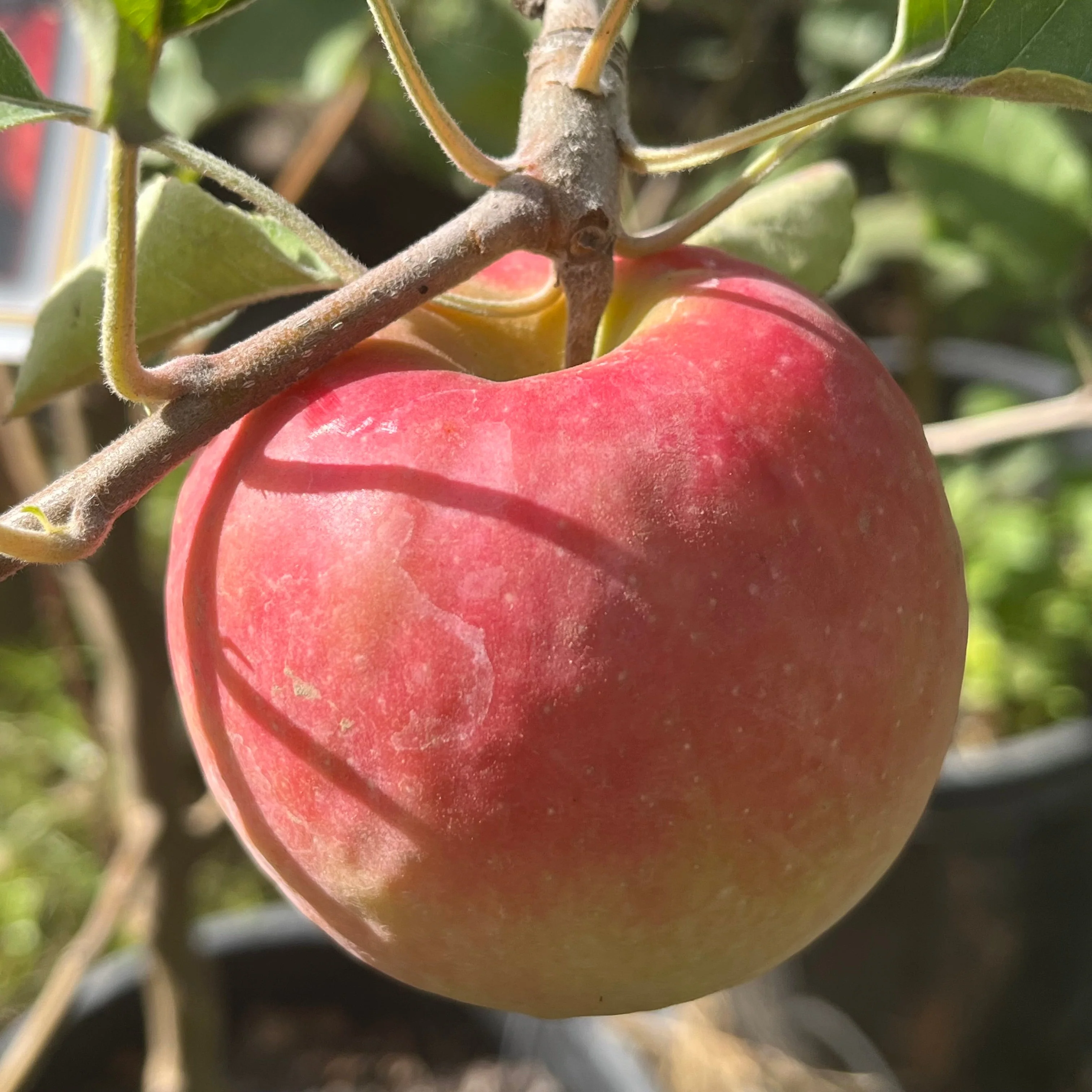 Pink Lady Apple Tree - Image 1