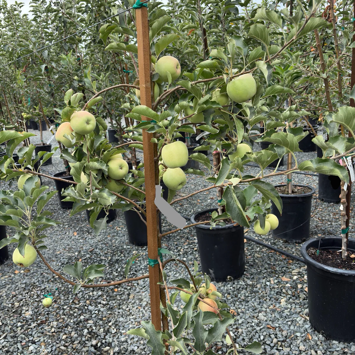 Pink Lady Apple Tree - Image 2