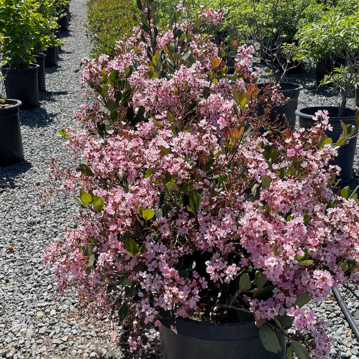 Pink Lady Indian Hawthorn - Image 3