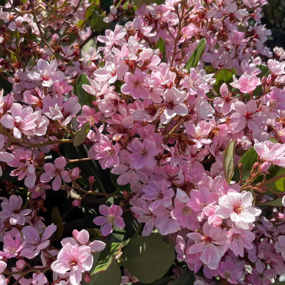 Pink Lady Indian Hawthorn - Image 2
