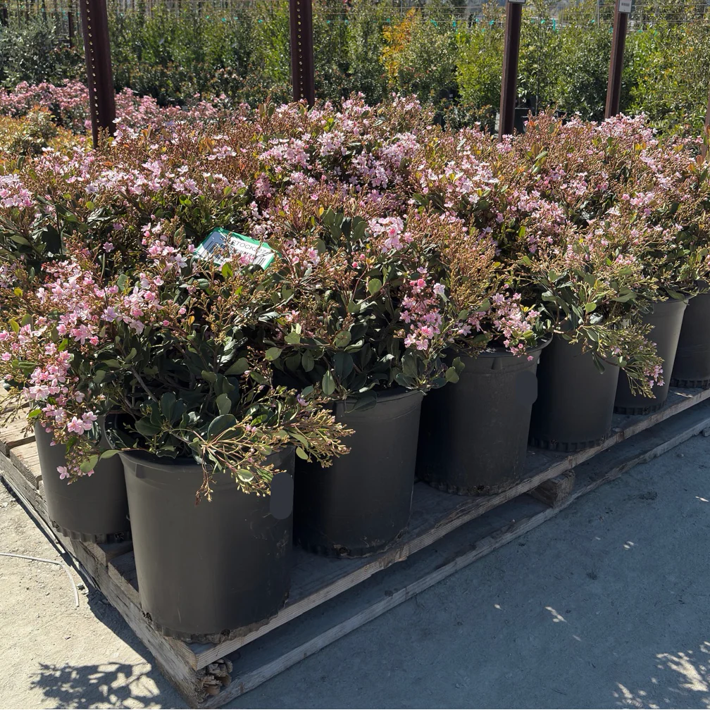Pink Lady Indian Hawthorn - Image 1
