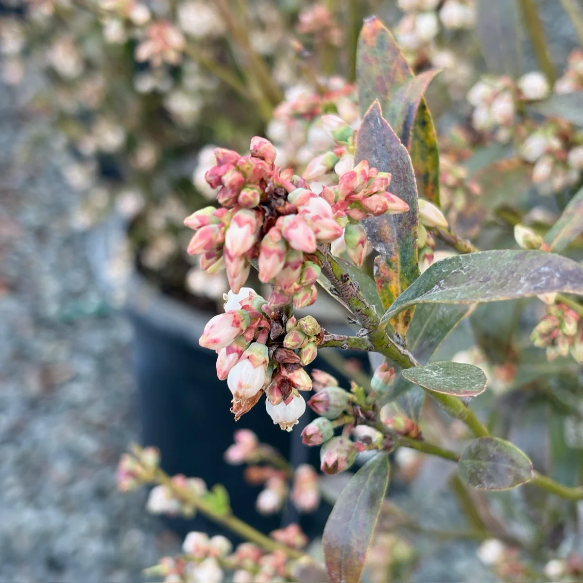 Pink Lemonde  Blueberry - Image 2