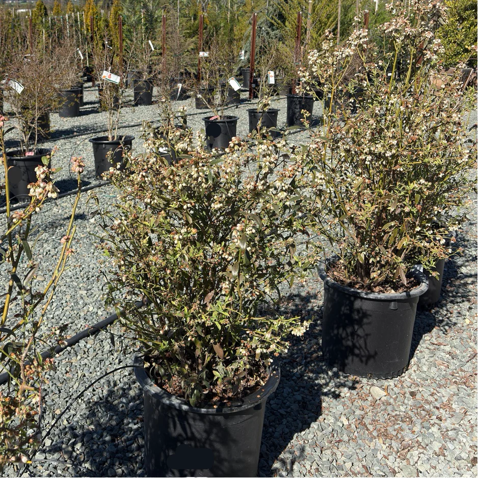 Pink Lemonde  Blueberry - Image 3