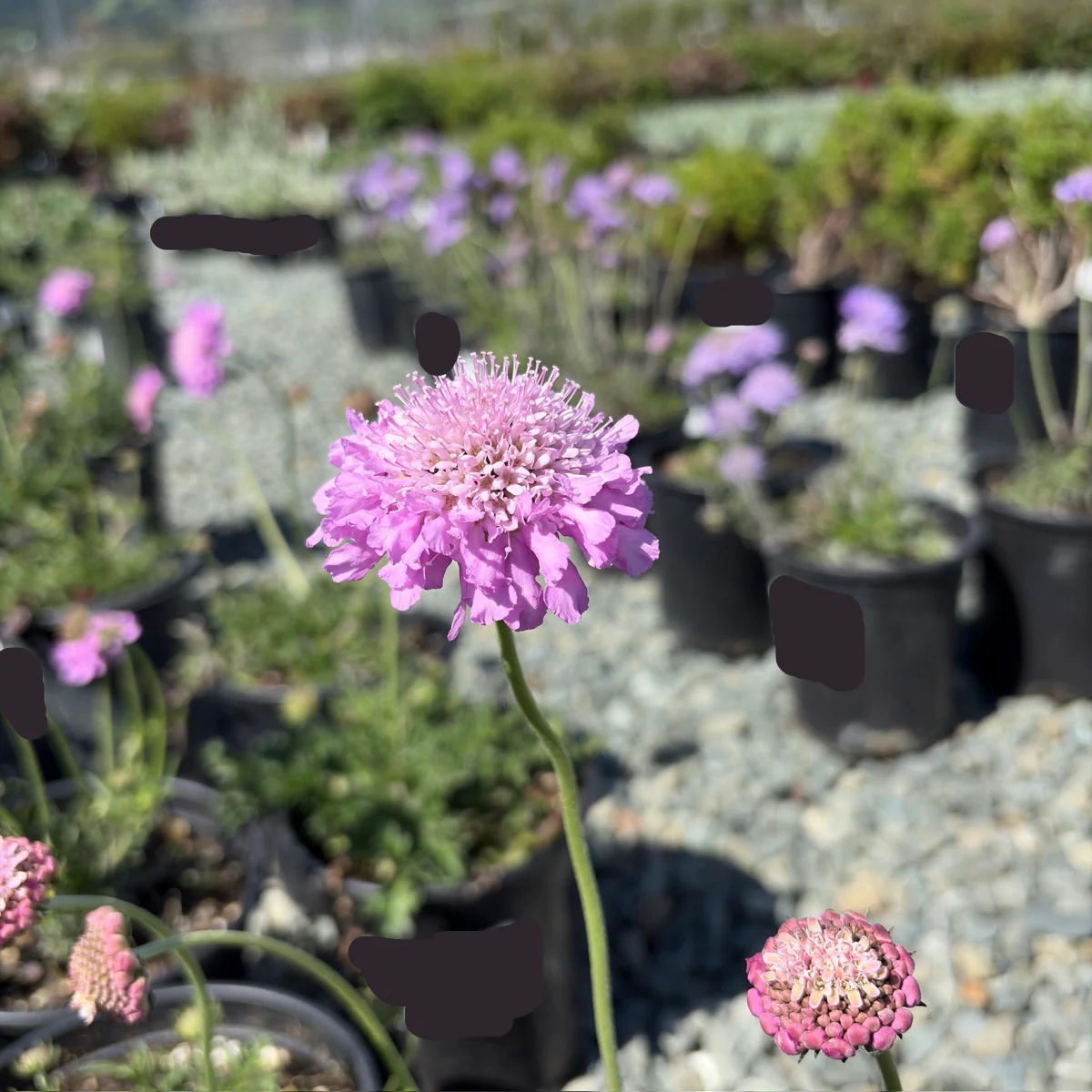 Pink Mist Pincushion Flower - Image 1