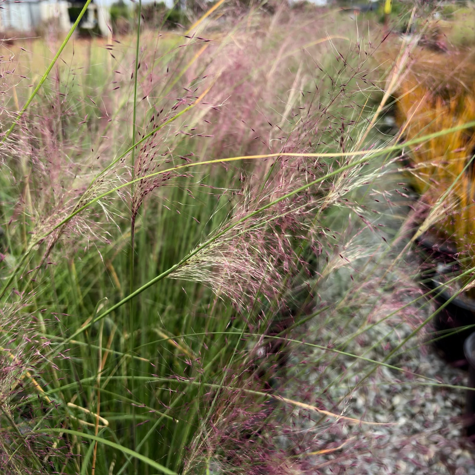Pink Muhly Grass - Image 1