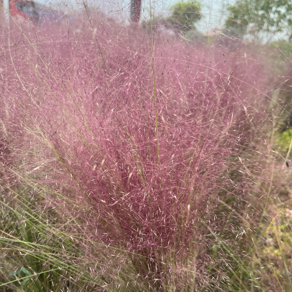 Pink Muhly Grass - Image 2