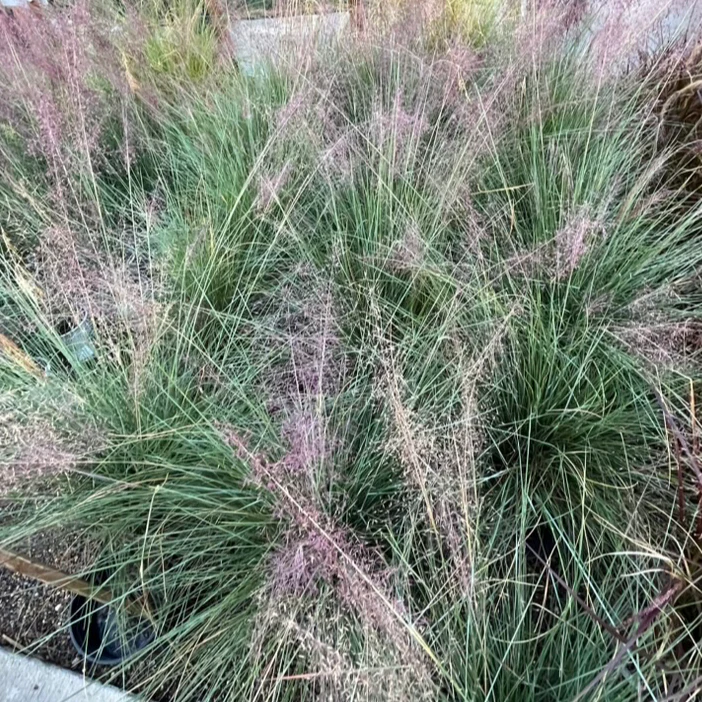 Pink Muhly Grass - Image 3