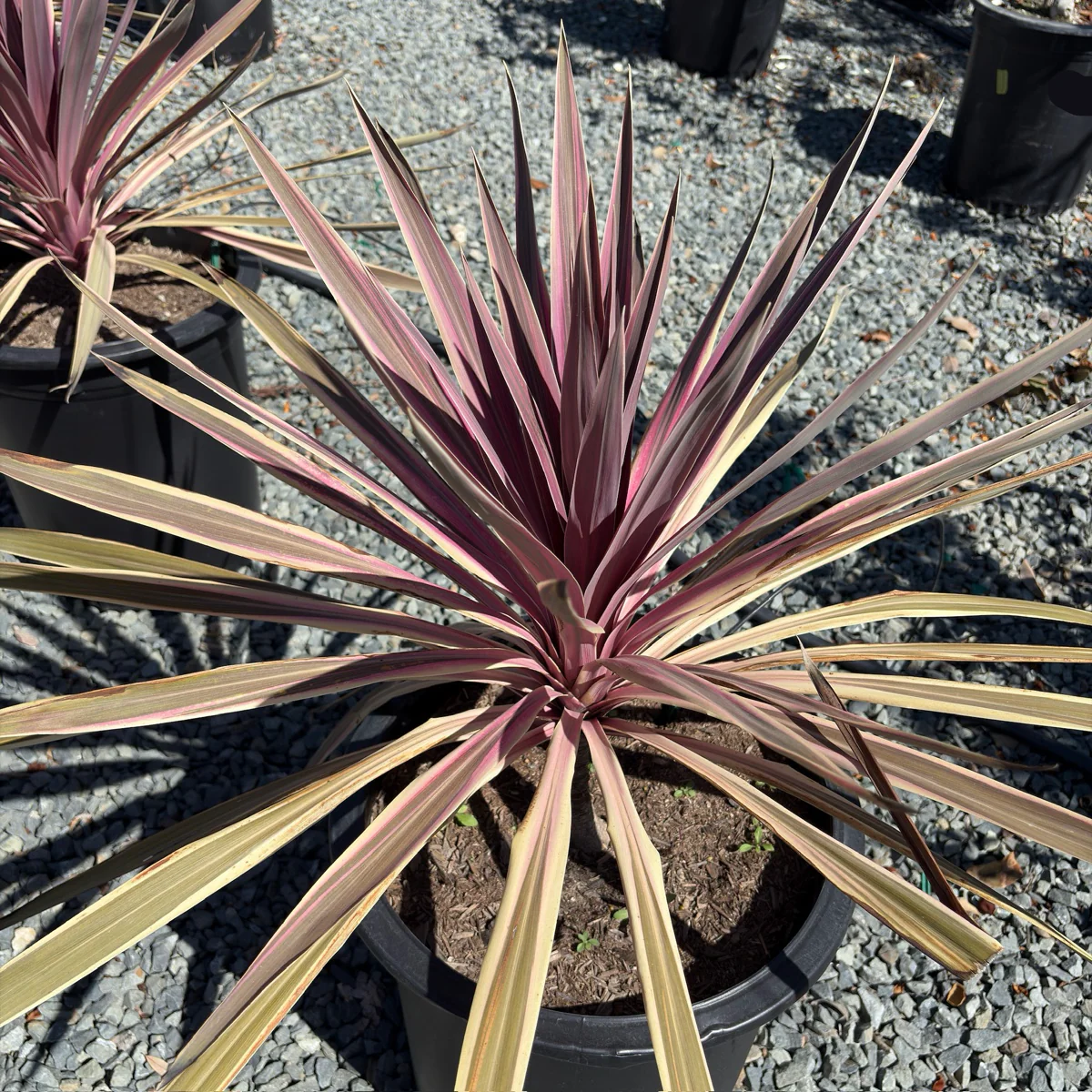 Pink Passion Grass Palm - Image 1