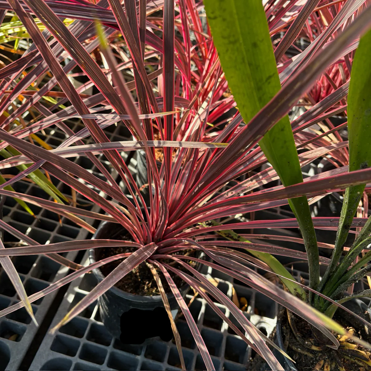 Pink Passion Grass Palm - Image 2