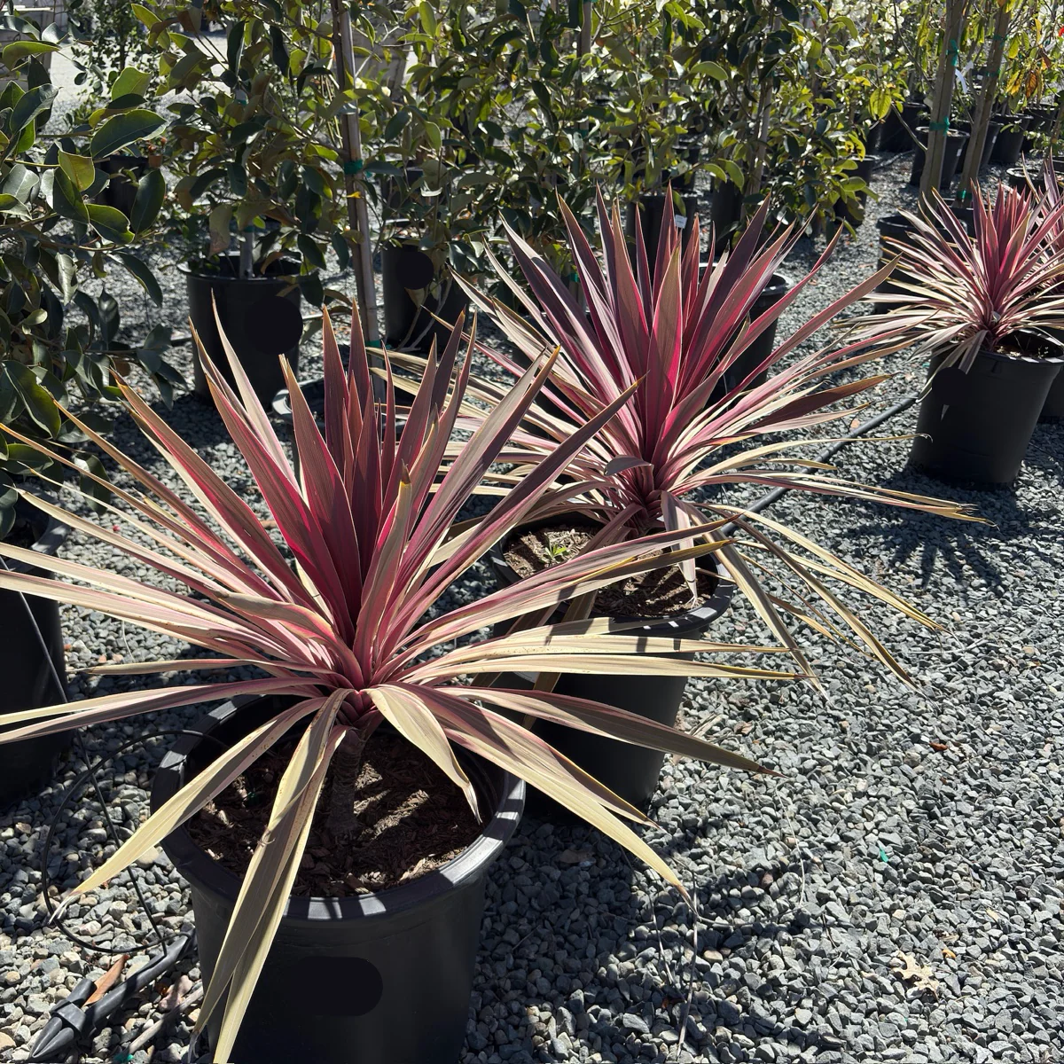 Pink Passion Grass Palm - Image 3