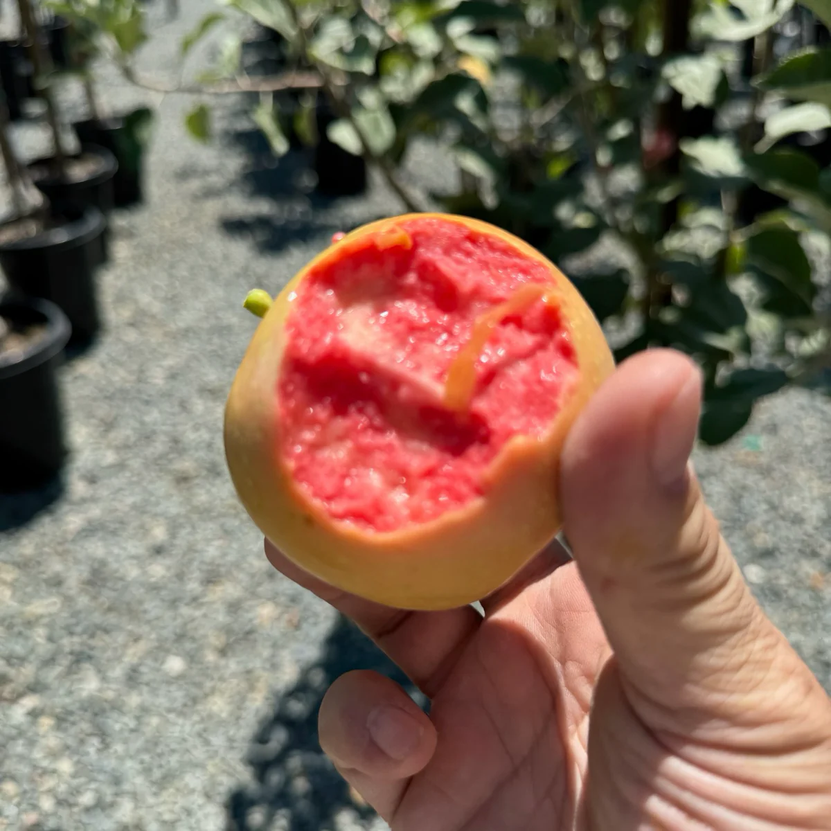 Pink Pearl Apple Tree - Image 1