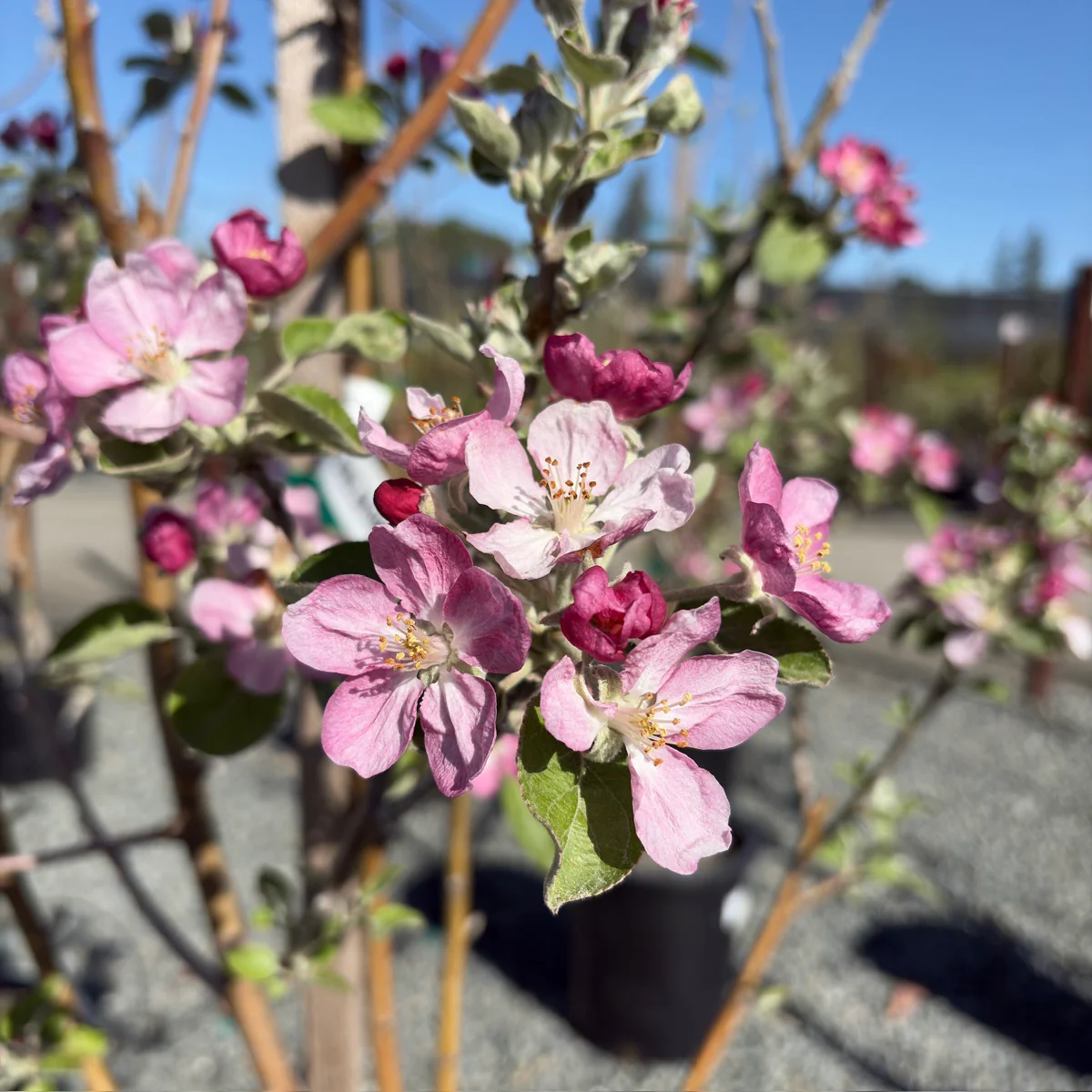 Pink Pearl Apple Tree - Image 2