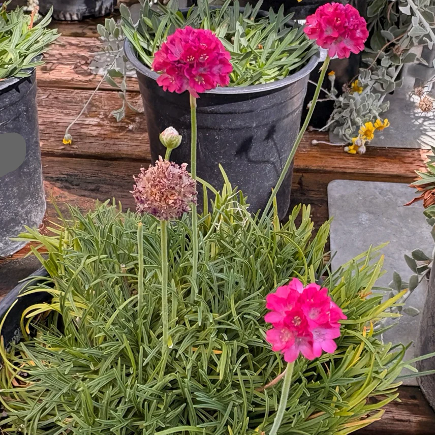 Pink Sea Thrift - Image 2