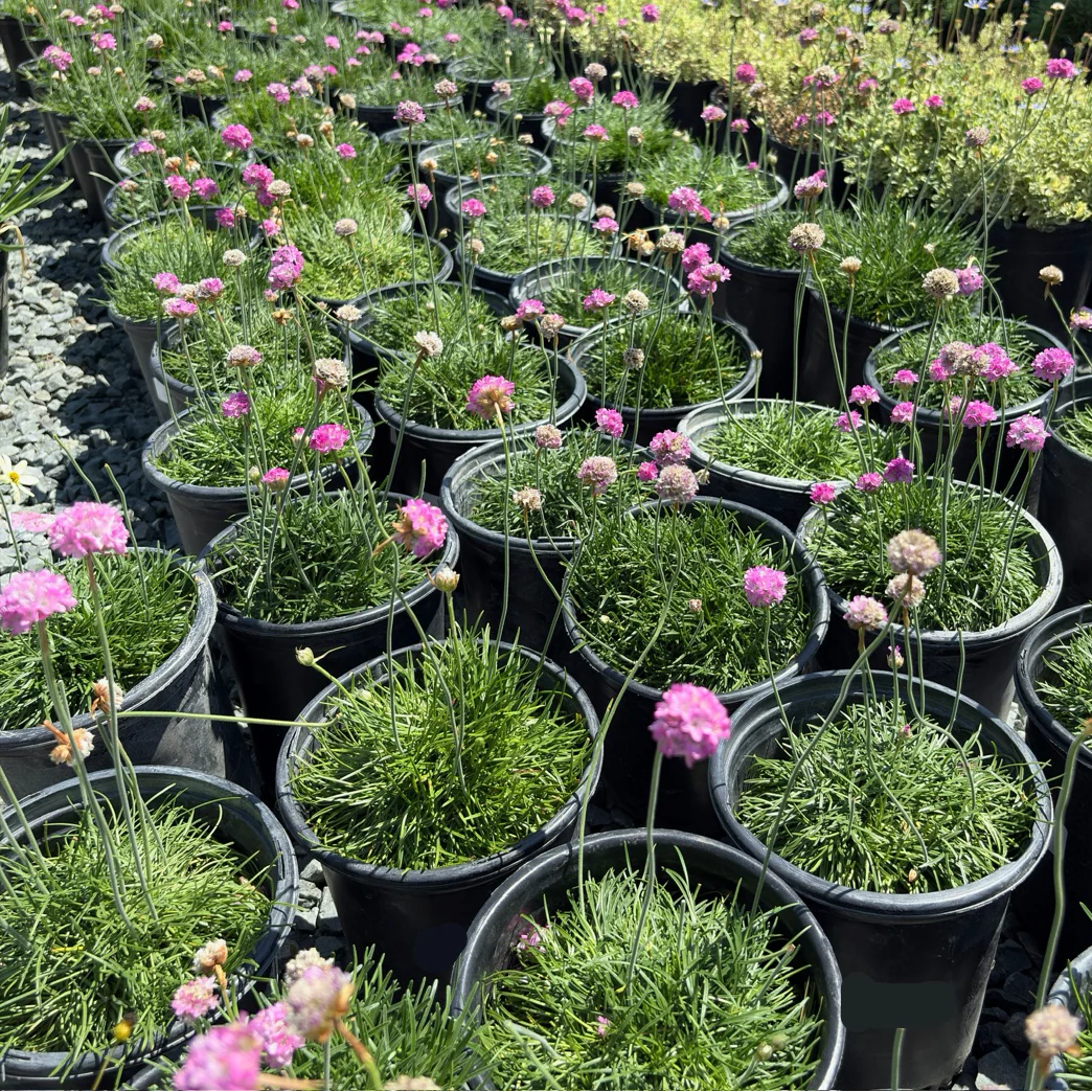 Pink Sea Thrift - Image 3