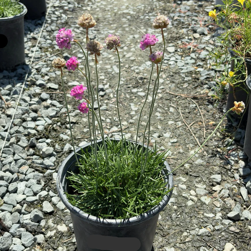 Pink Sea Thrift - Image 1
