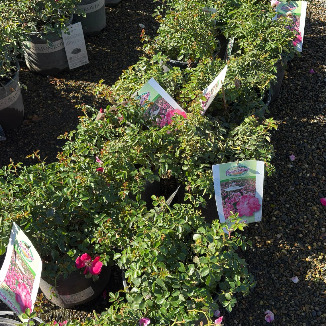 Pink Splash Carpet Rosa - Image 1