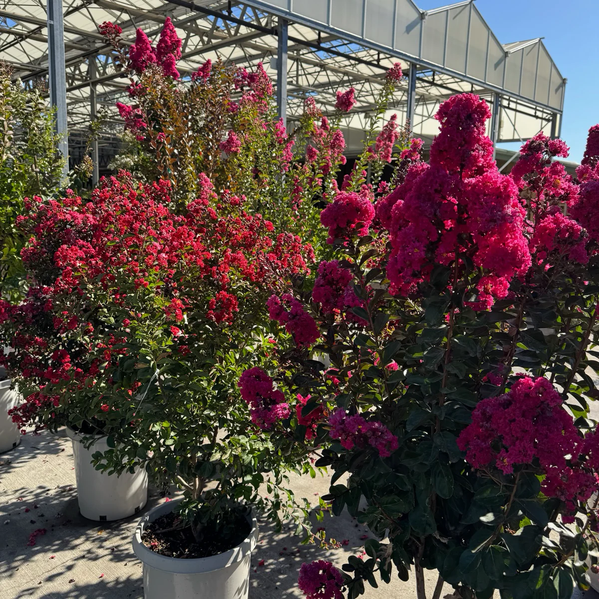 Pink Velour Crape Myrtle - Image 1