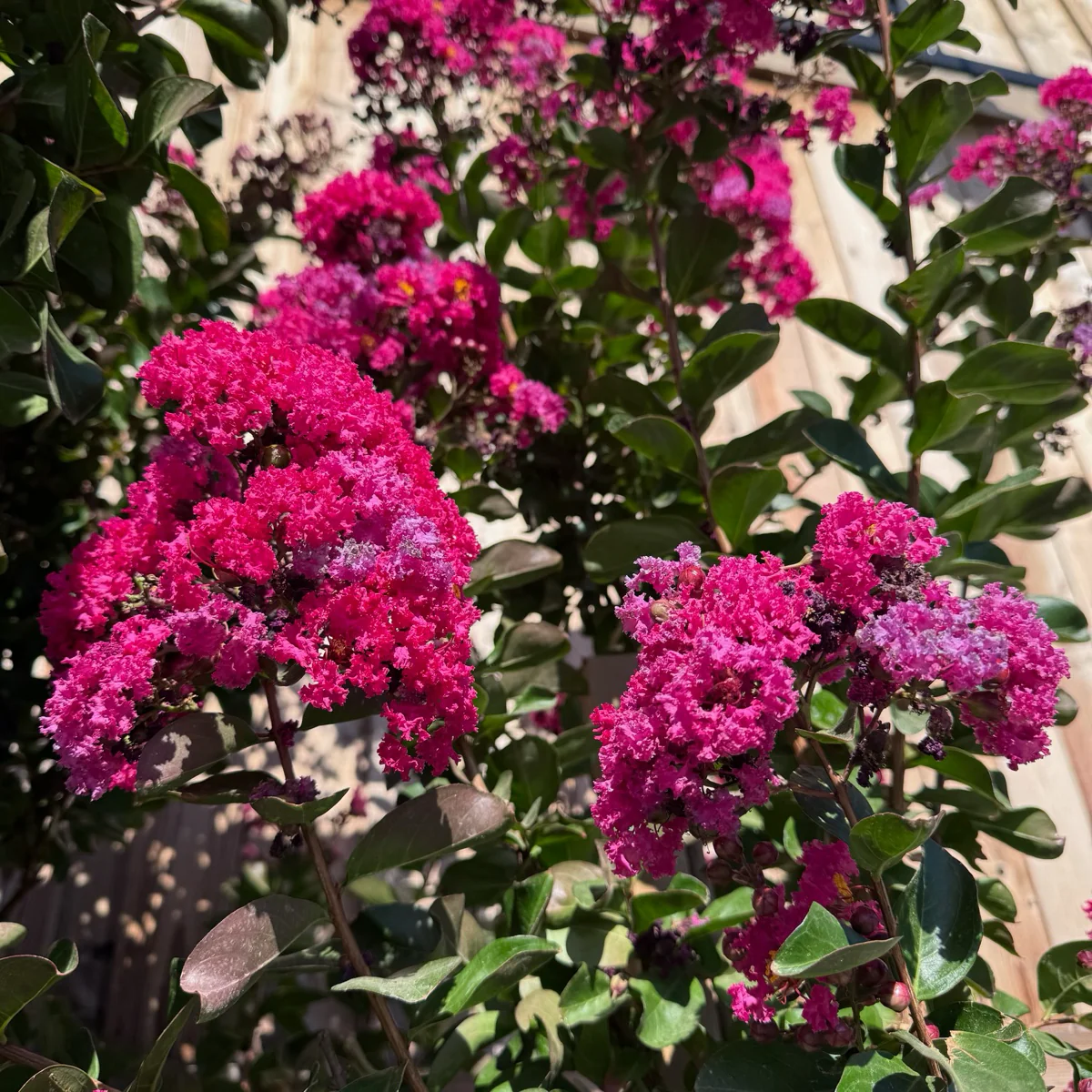 Pink Velour Crape Myrtle - Image 2