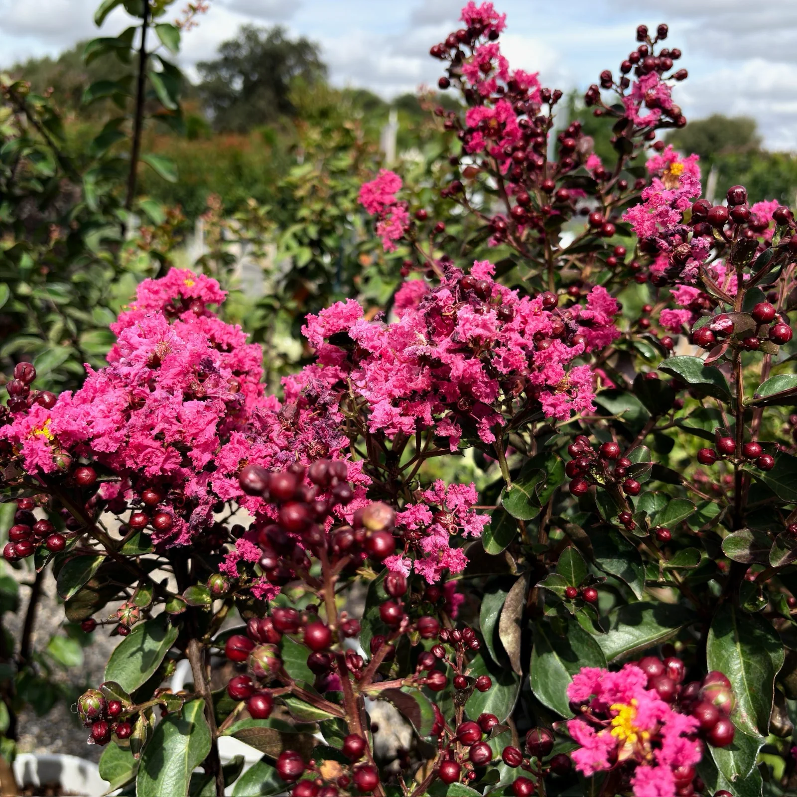 Pink Velour Crape Myrtle - Image 3