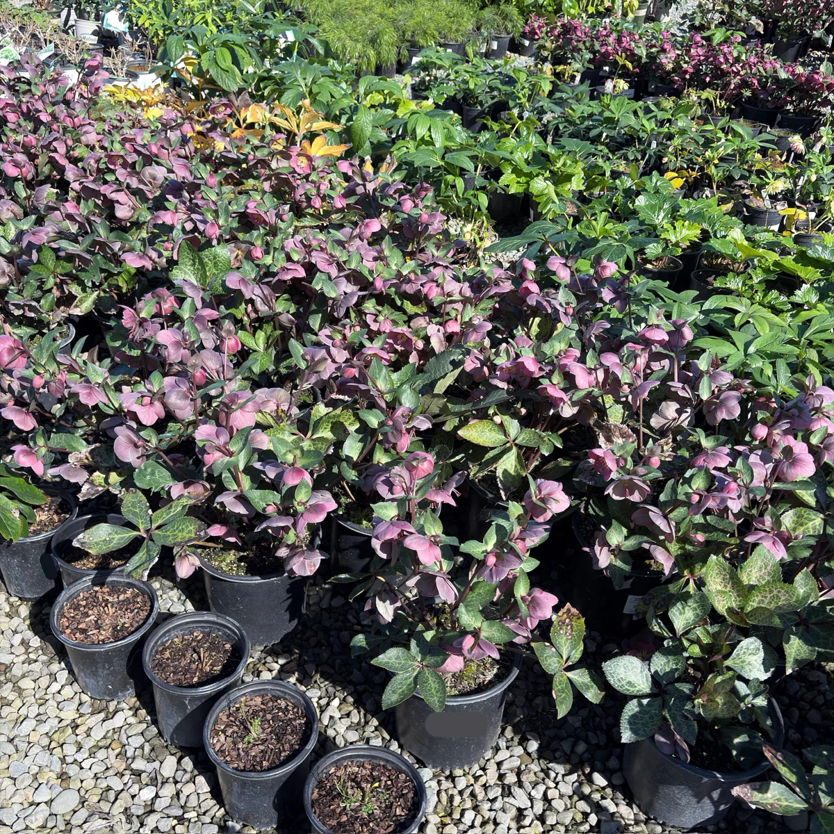 Pippa's Purple Hellebore - Image 2