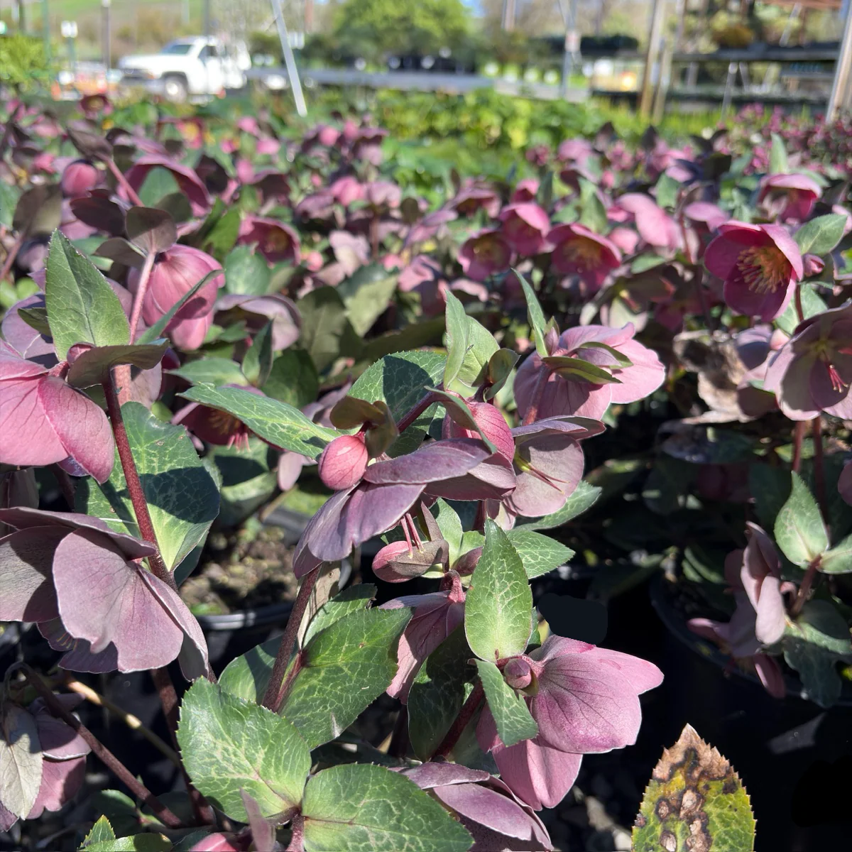 Pippa’s Purple Hellebore