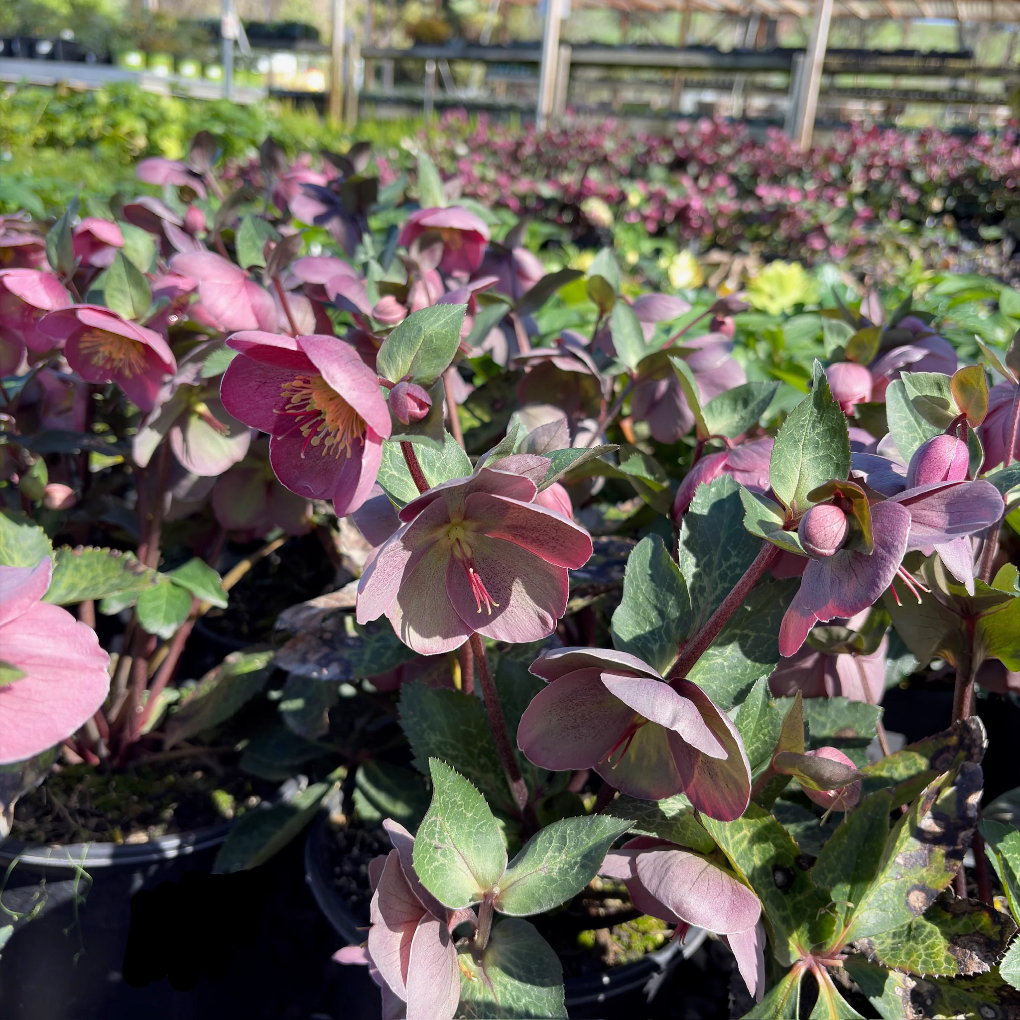 Pippa's Purple Hellebore - Image 3
