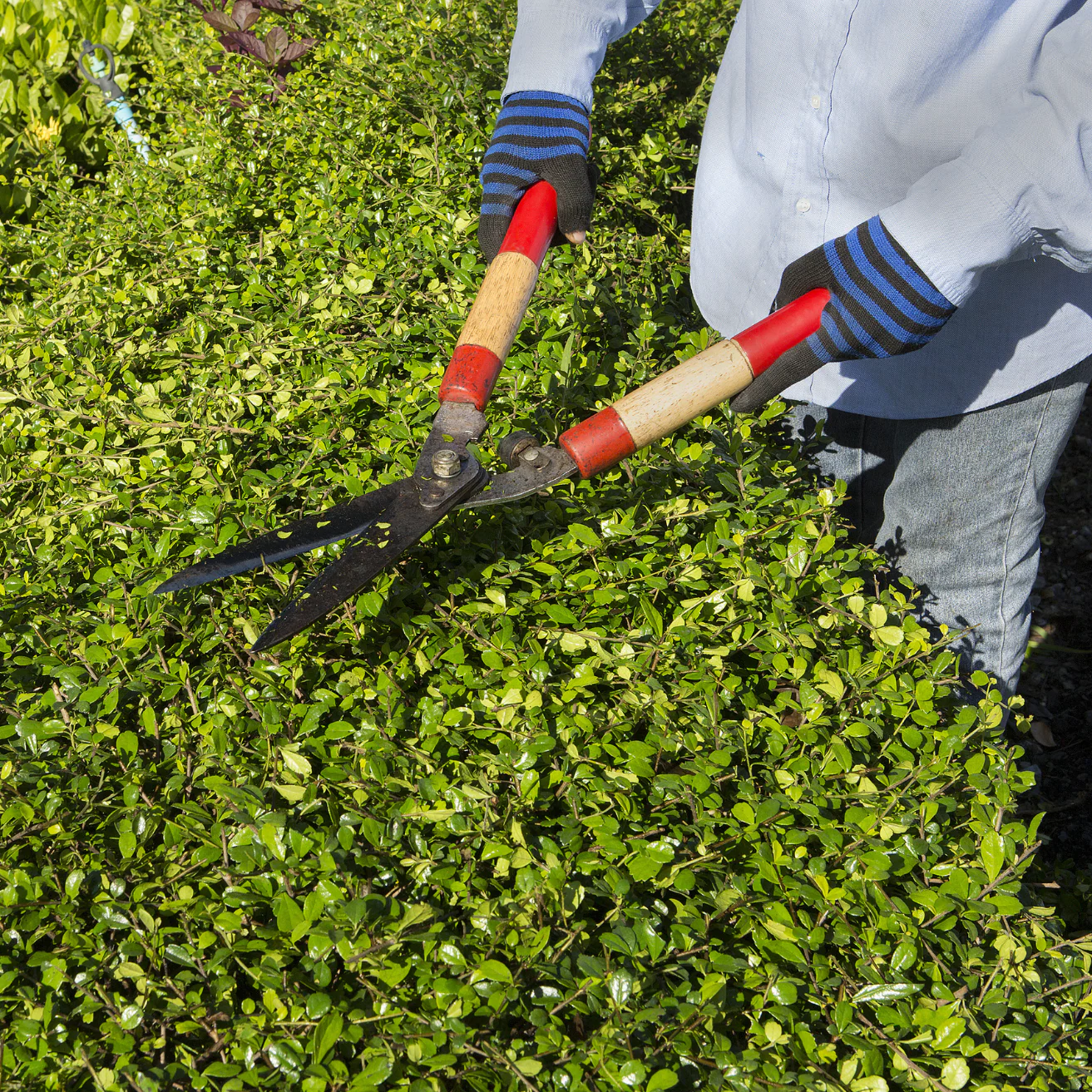 Pruning & Shaping Service - Image 3