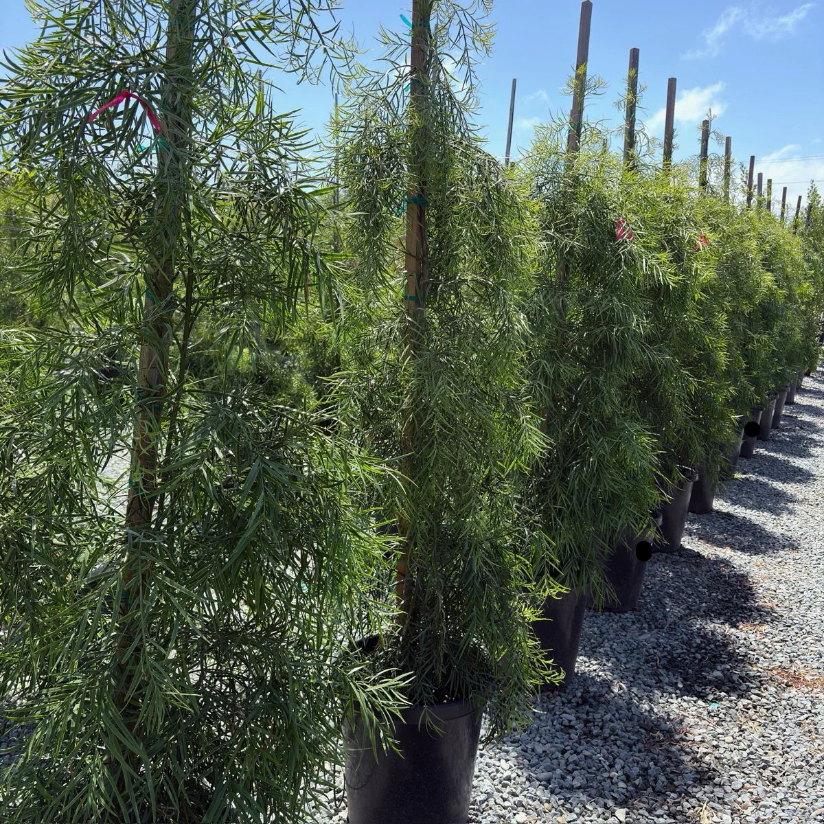 Fern Pine - Image 3