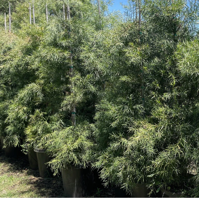 Fern Pine