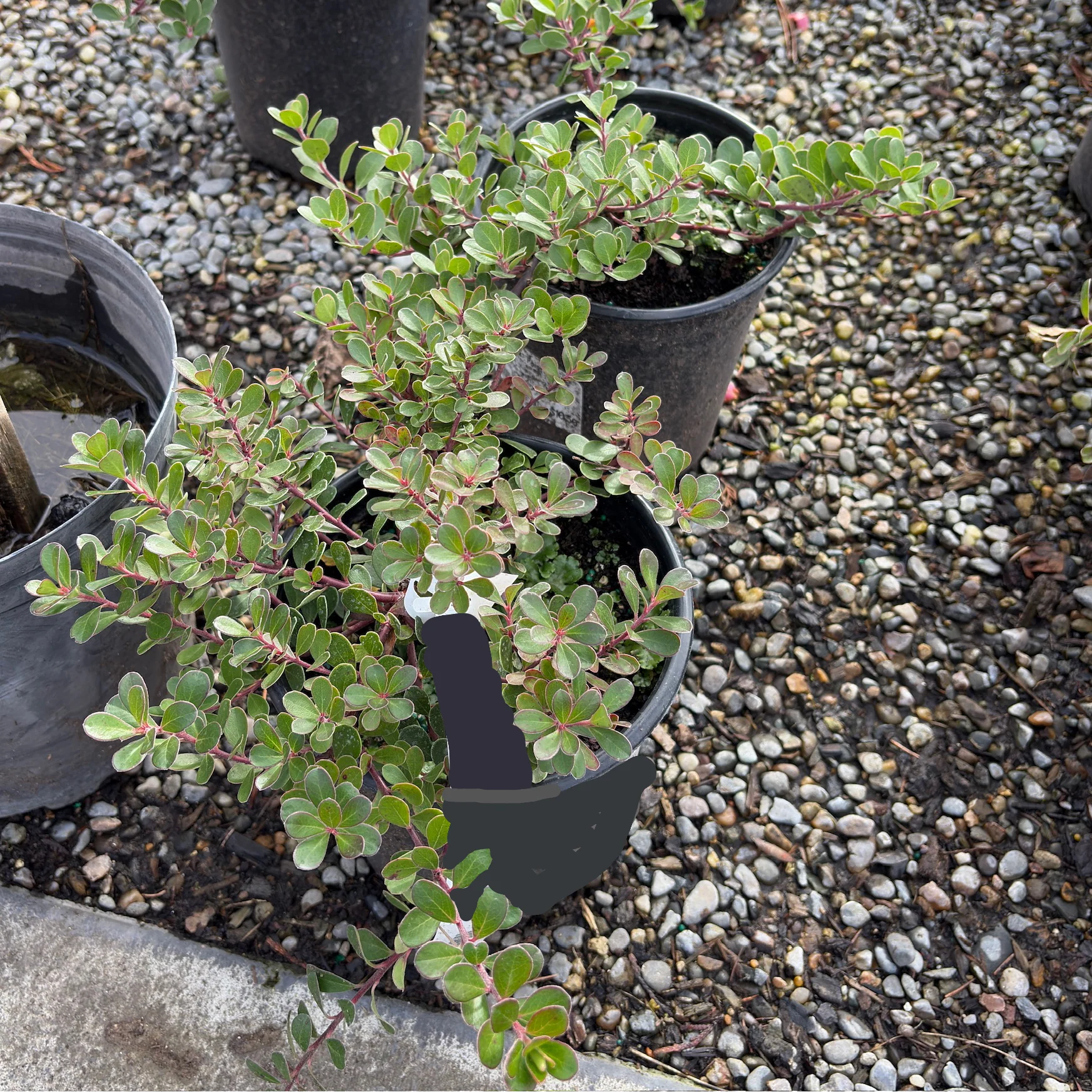 Point Reyes Bearberry