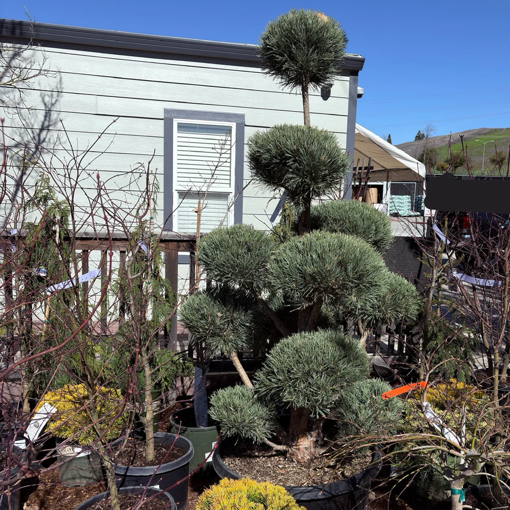 Pom Pom Scotch Pine - Image 2