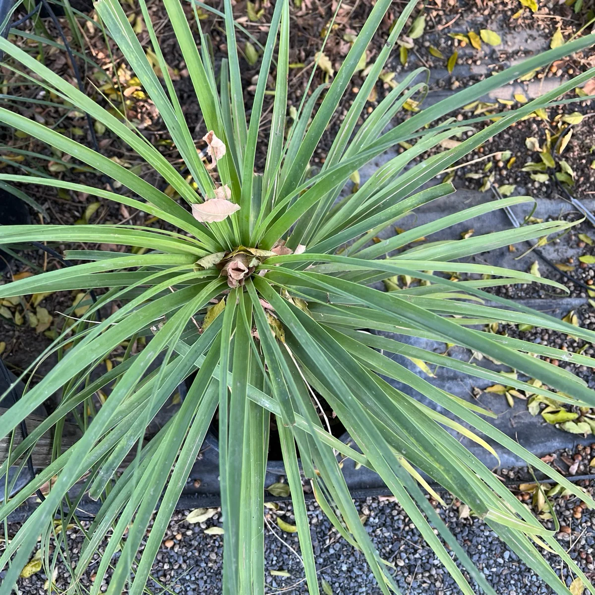 Pony Tail Palm - Image 2