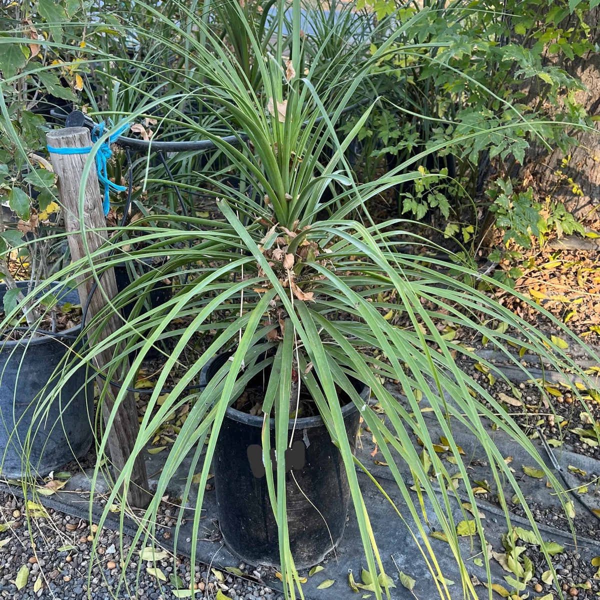 Pony Tail Palm - Image 1