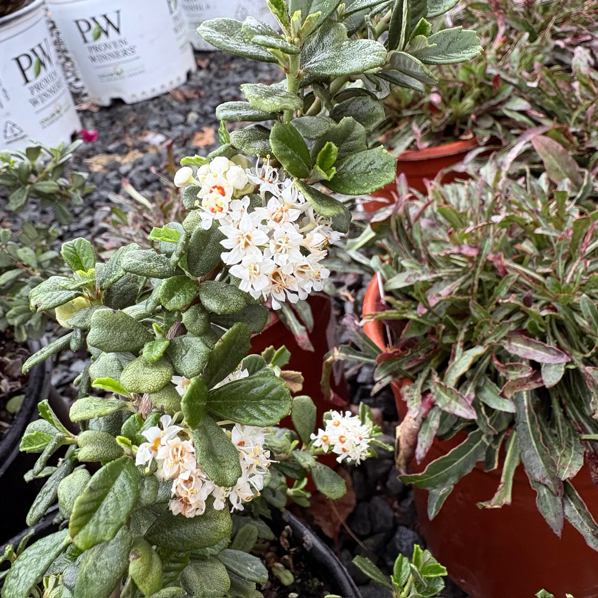 Popcorn Maritime California Lilac - Image 1