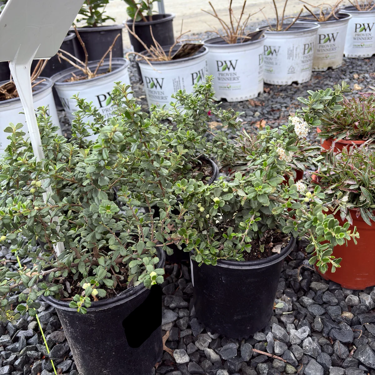 Popcorn Maritime California Lilac - Image 3