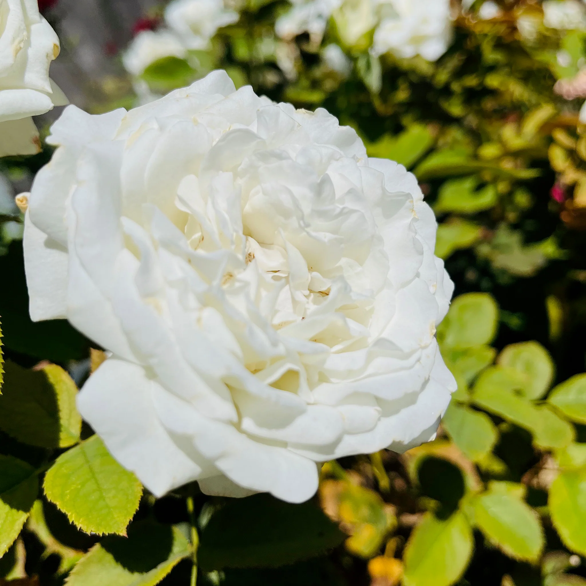 Pope John Paul II Hybrid Tea Rose - Image 2
