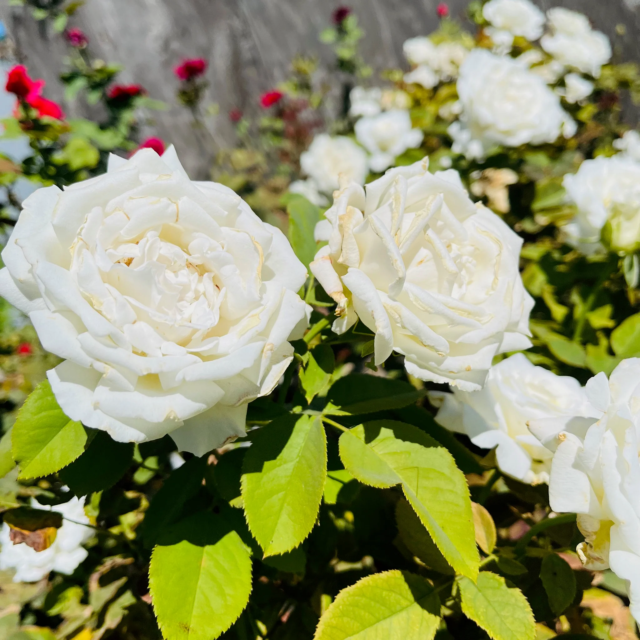 Pope John Paul II Hybrid Tea Rose - Image 3