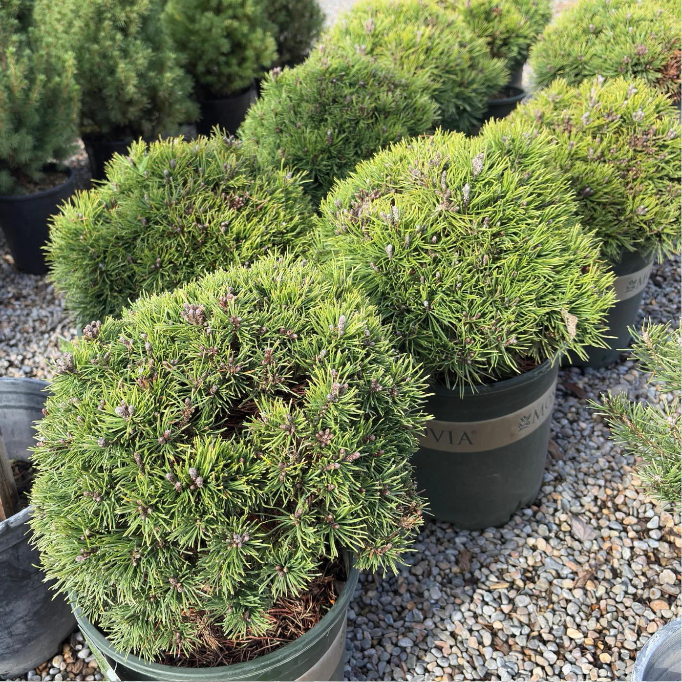 Dwarf Mugo Pine