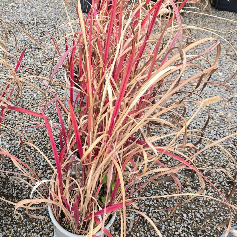 Japanese Blood Grass