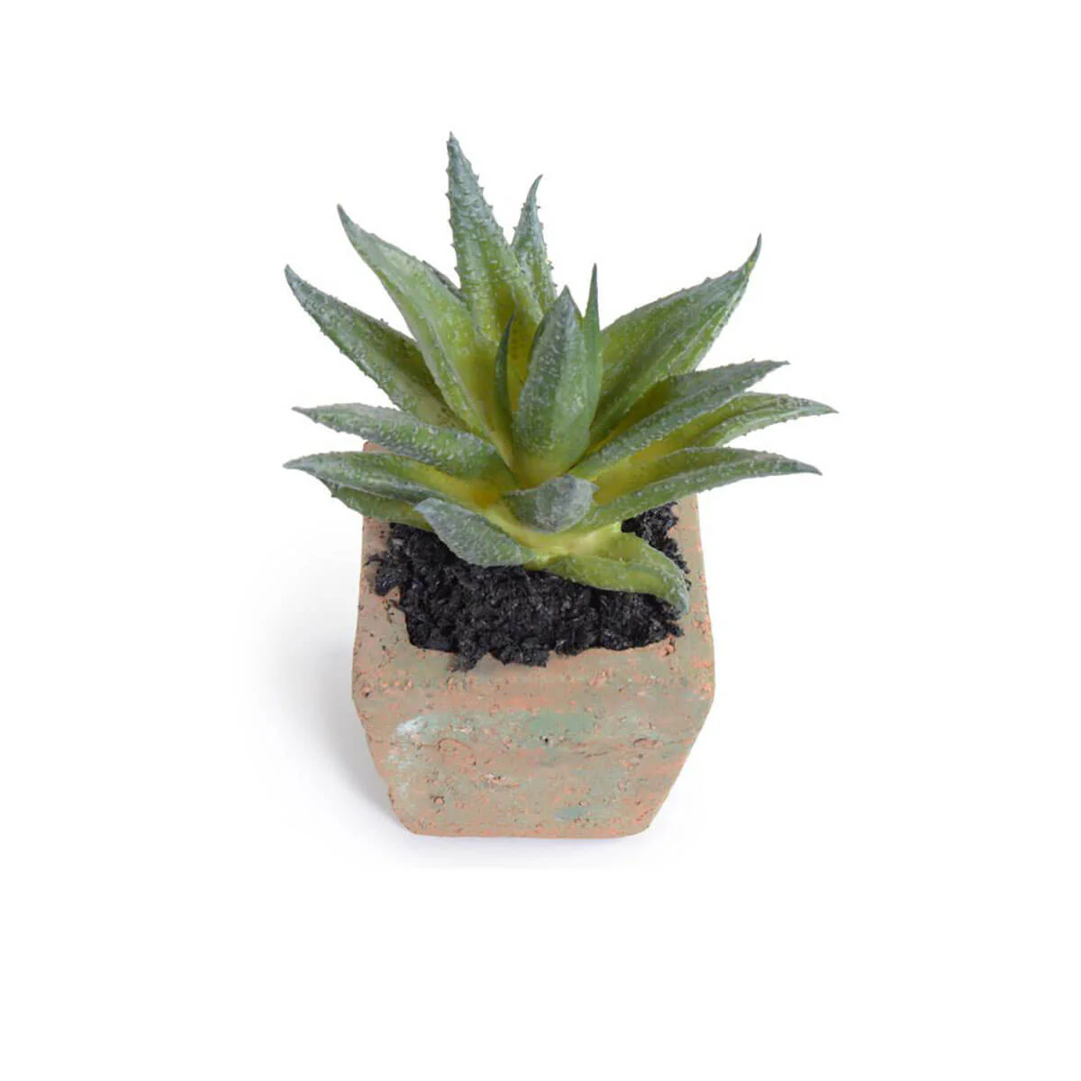 Potted Aloe Succulent - Image 1