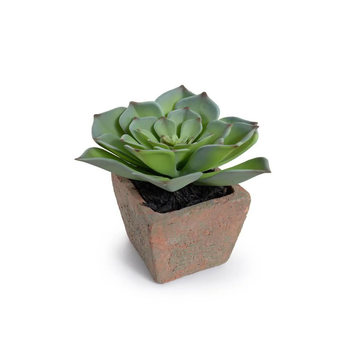 Potted Echeveria Succulent - Image 1