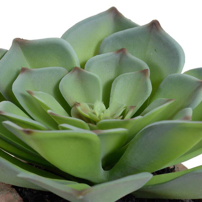Potted Echeveria Succulent - Image 2