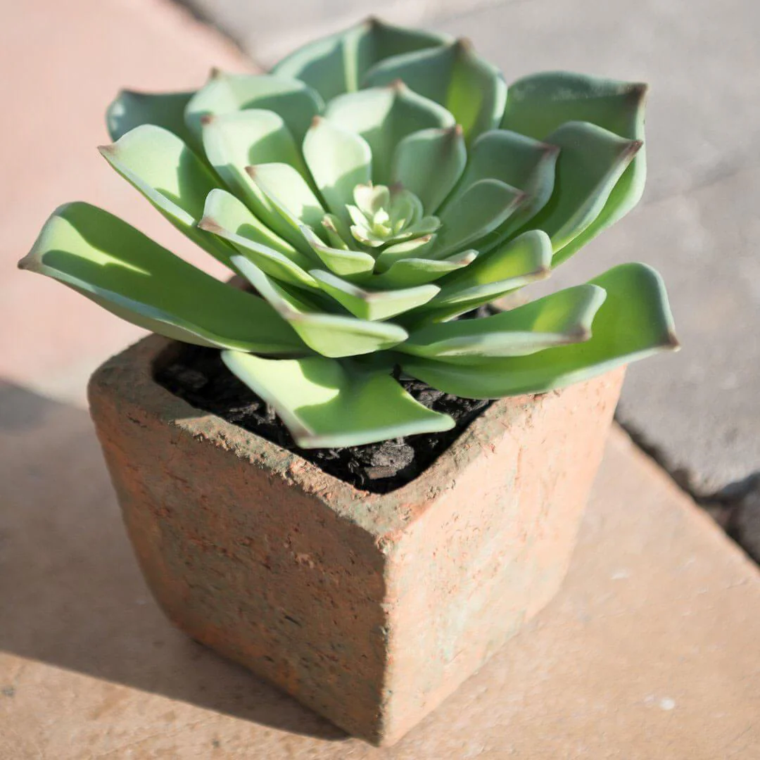 Potted Echeveria Succulent - Image 3