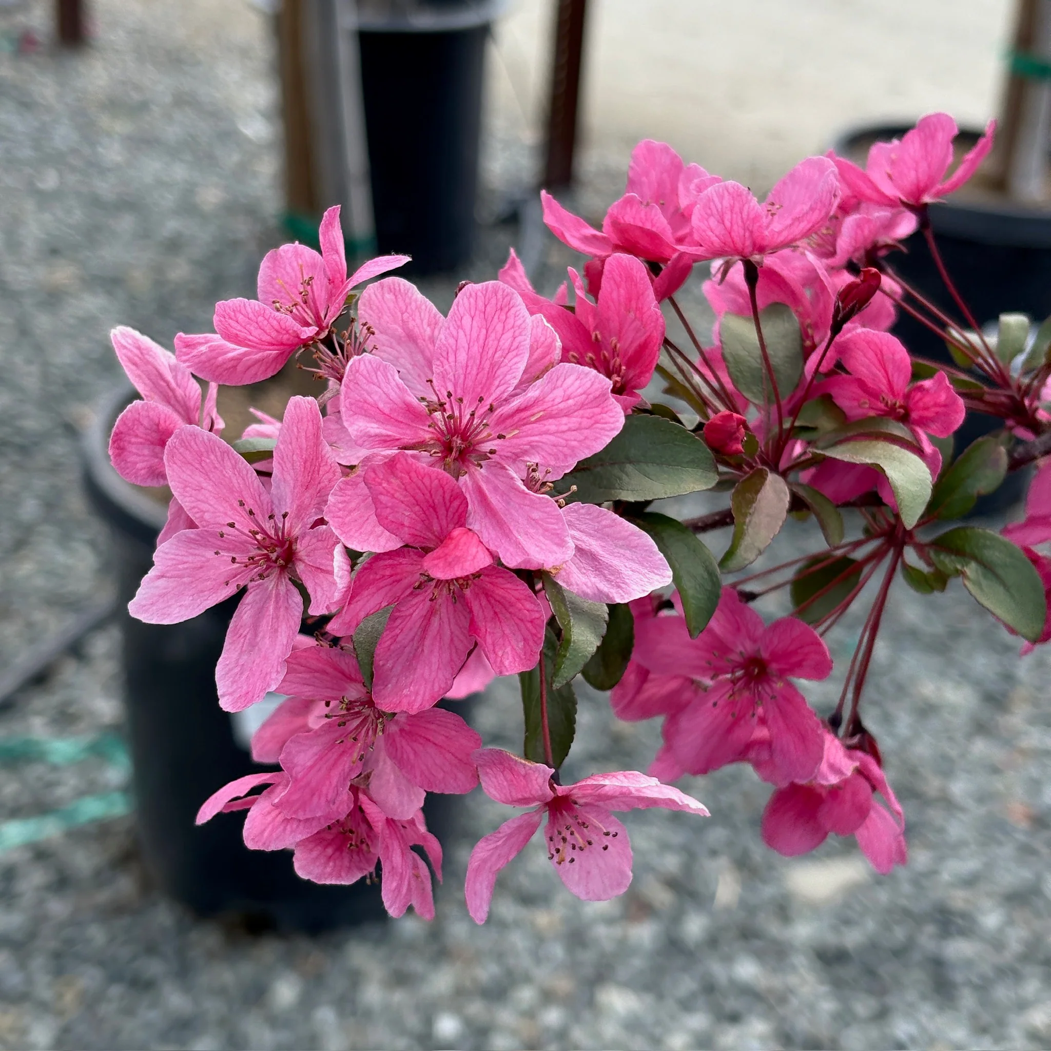 Prairifire Flowering Crabapple - Image 1
