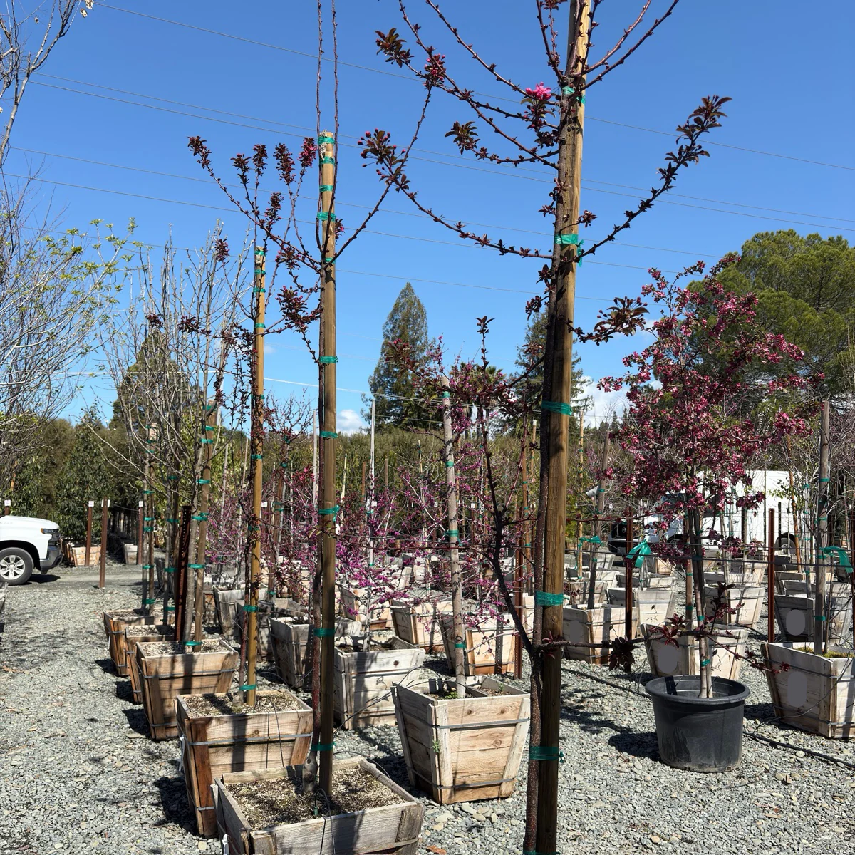 Prairifire Flowering Crabapple - Image 3