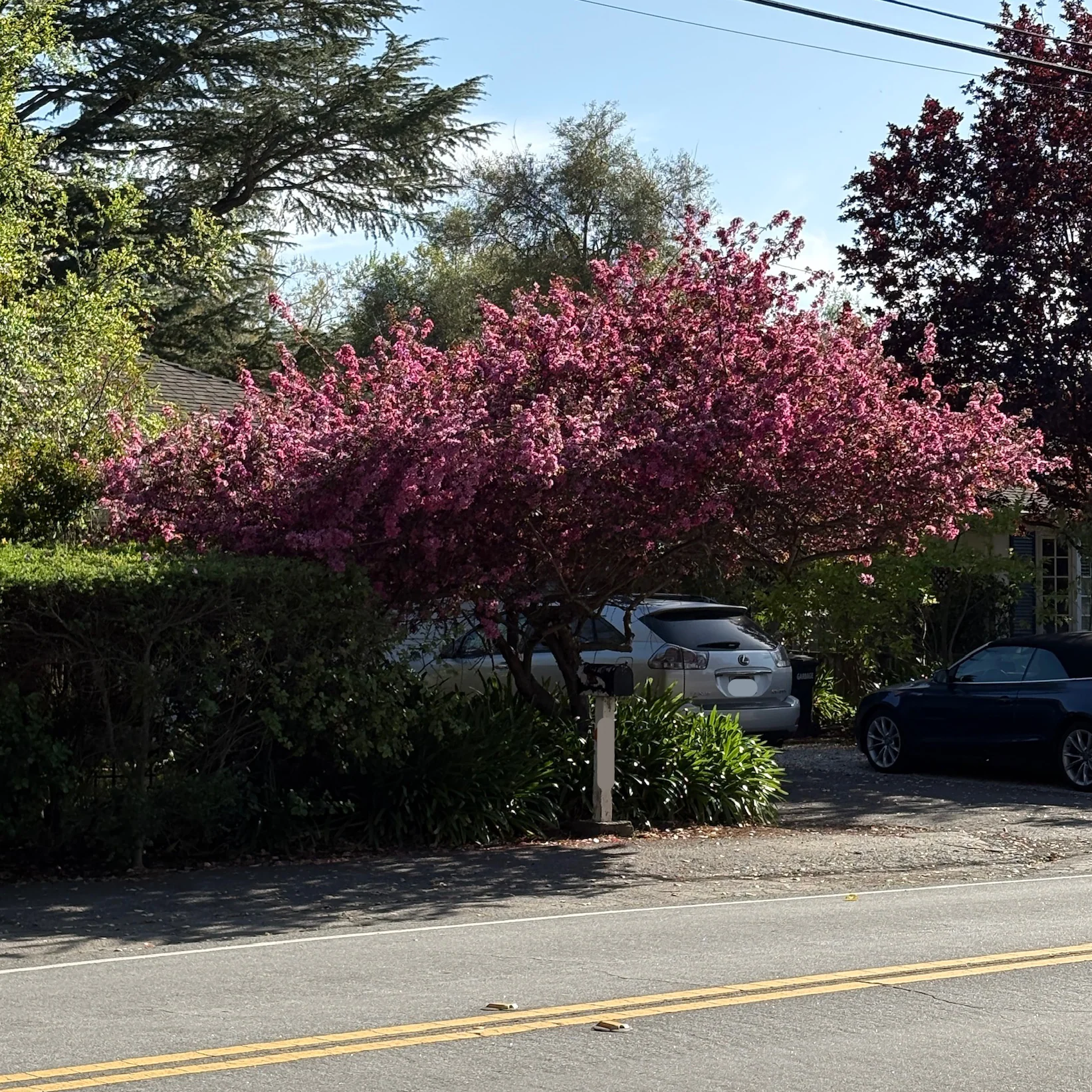 Prairifire Flowering Crabapple - Image 2