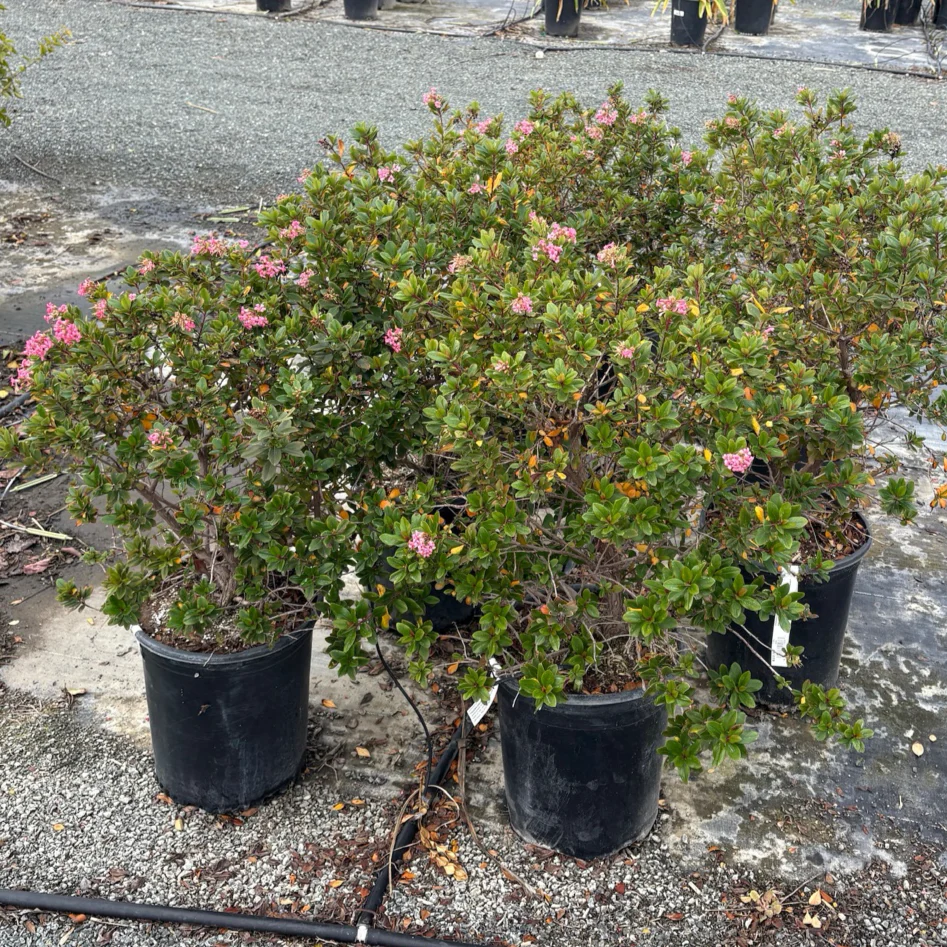 Pretty Princess Escallonia - Image 1