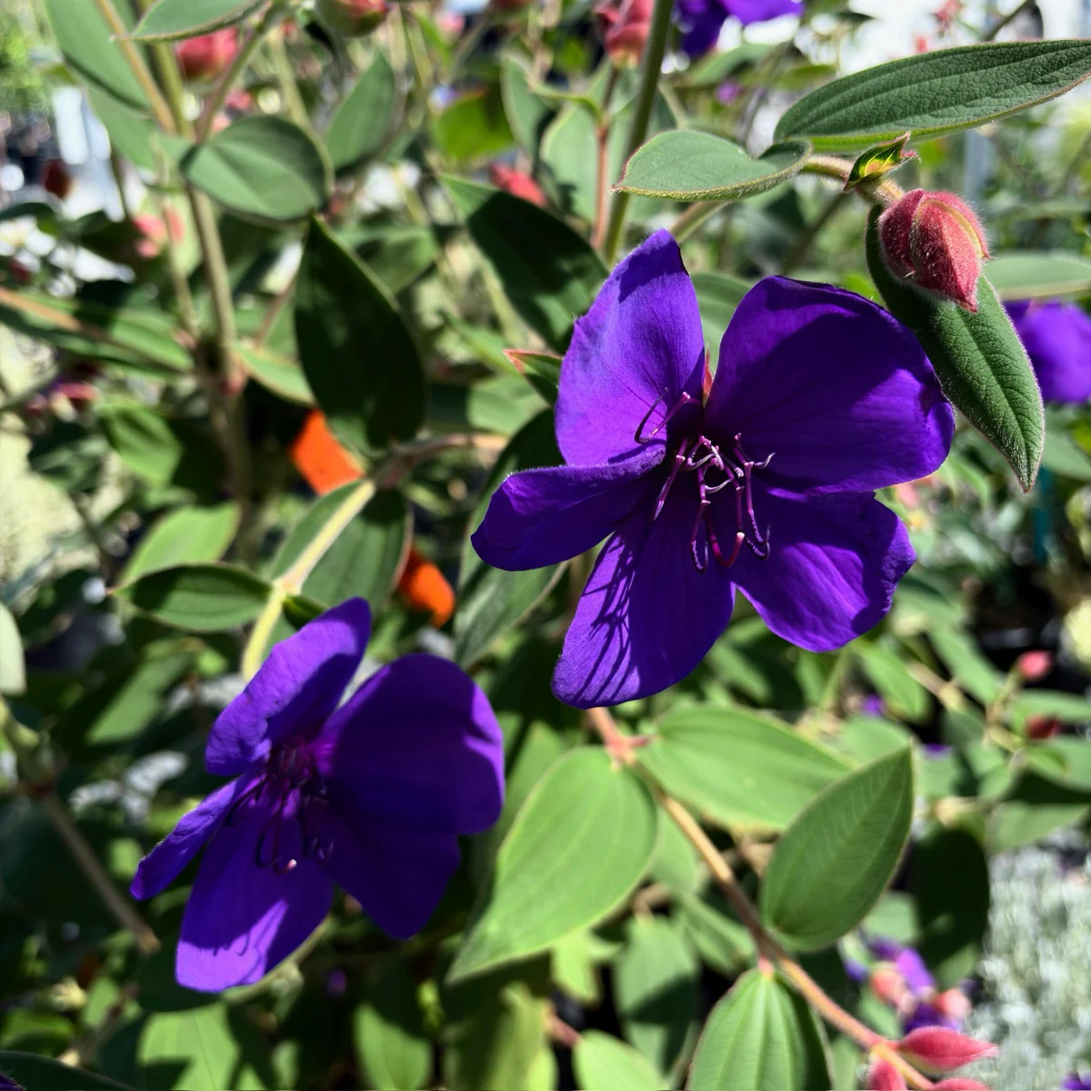 Princess Flower - Image 1